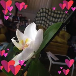 Meet your Posher, Peggy